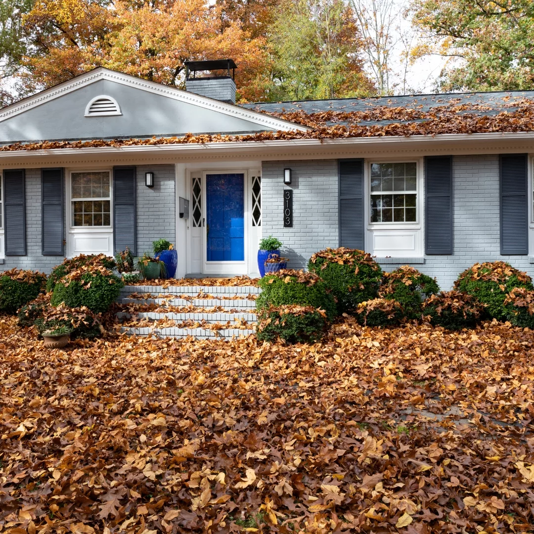 fall fall jpg