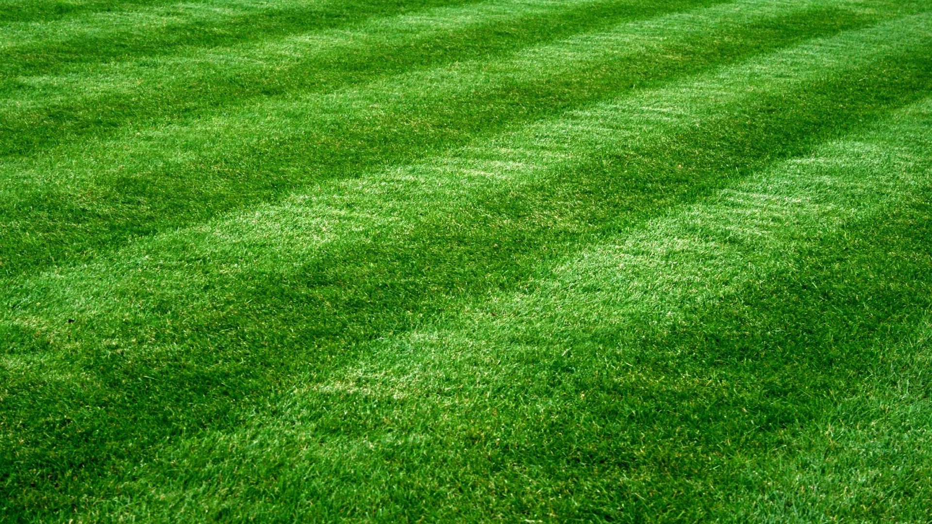 mow mow jpg