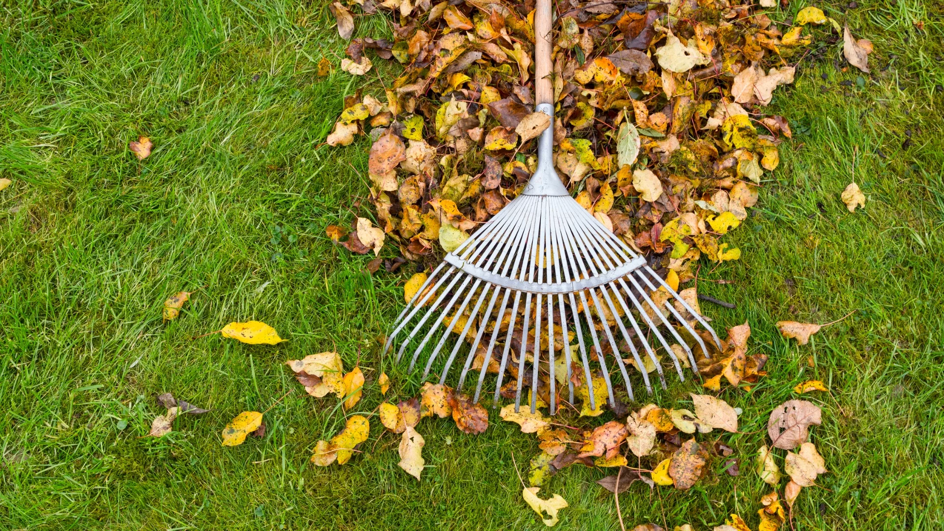 rake rake jpg