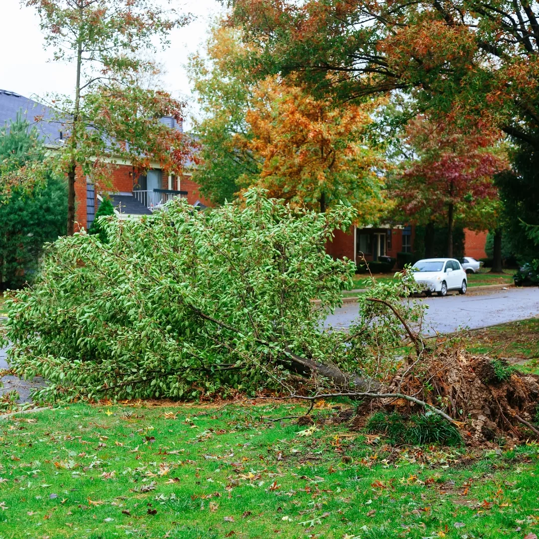 storm storm jpg